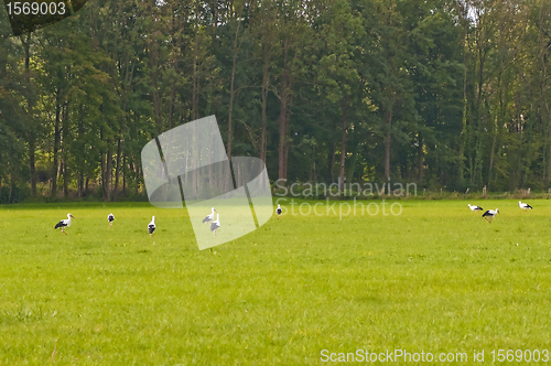 Image of storks on a meadow