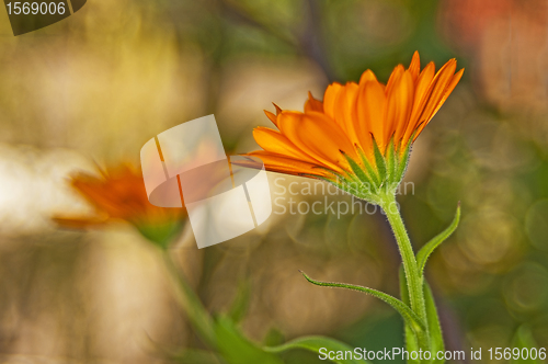 Image of Calendula