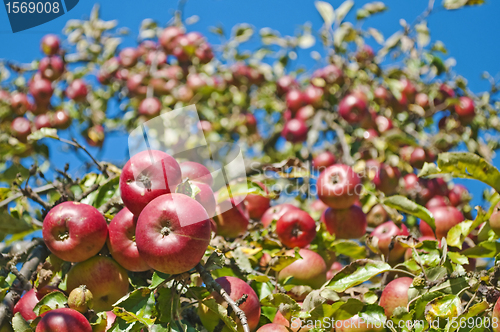 Image of apples on a tree