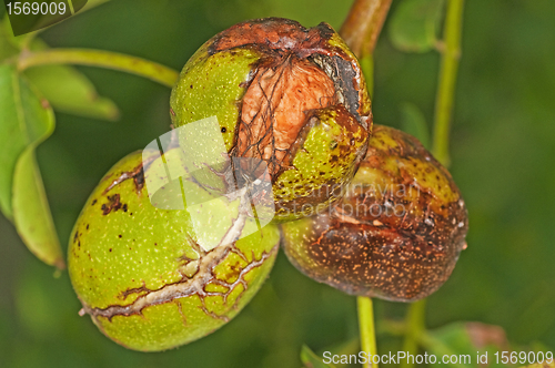 Image of walnut on tree