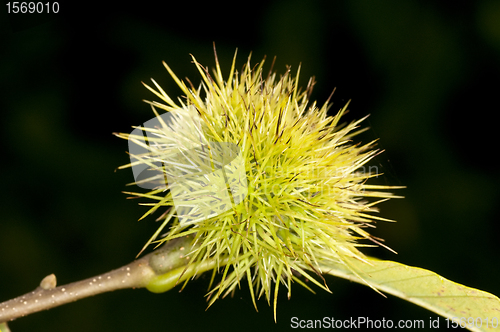Image of Chestnut  fruit