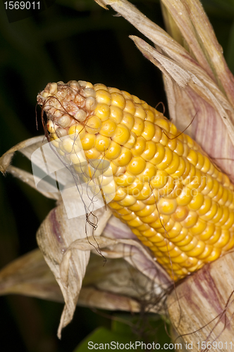 Image of ripe corn