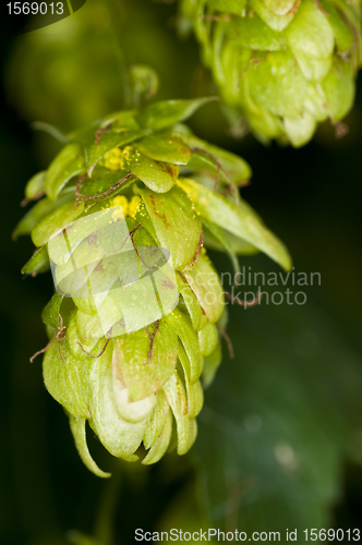 Image of hops