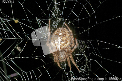 Image of garden spider, Araneus diadematus