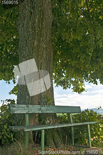 Image of park bench under old lime tree