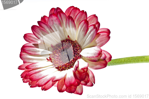 Image of Gerbera