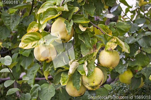 Image of quince