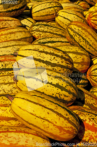 Image of squash