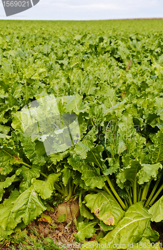 Image of sugar beet