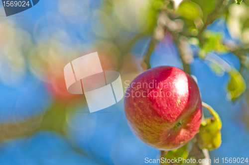 Image of apple on a tree