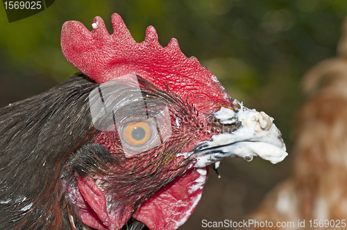 Image of chicken with smeared beak