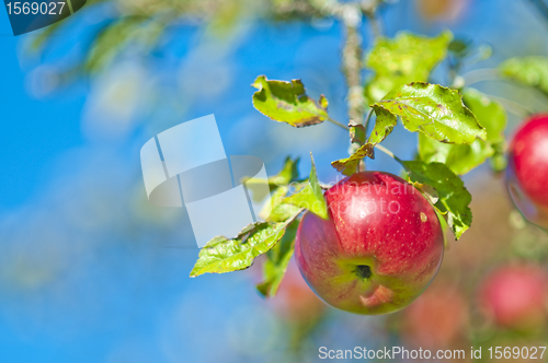 Image of apple on a tree