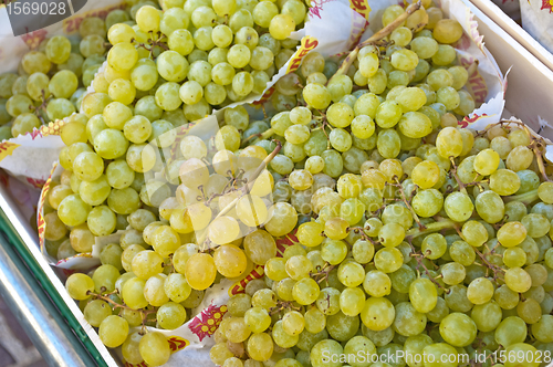 Image of grapevine