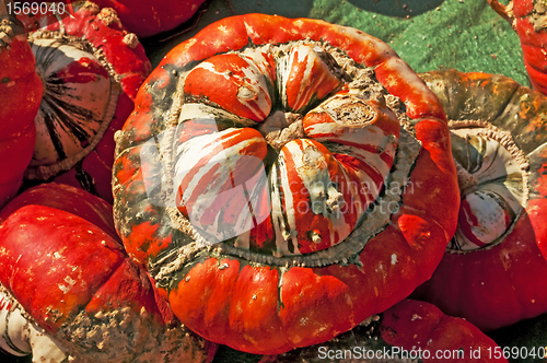 Image of  squash Turban