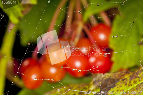 Image of spiderweb with raindrops