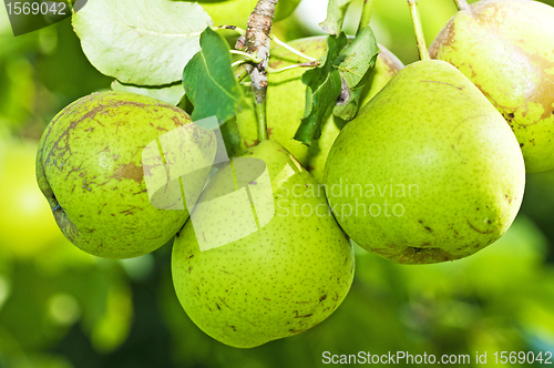 Image of perry-pear