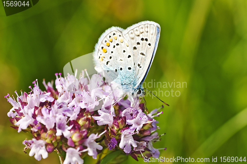 Image of common blue,  Polyommatus icarus