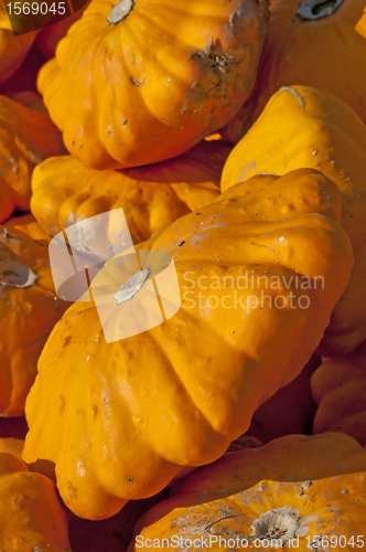 Image of Patisson squash
