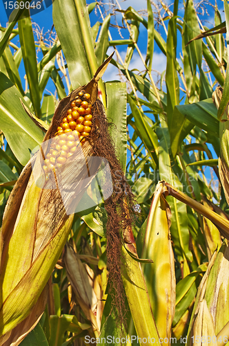 Image of ripe corn