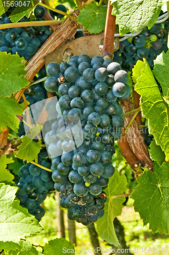 Image of blue ripe grapes in a vineyard