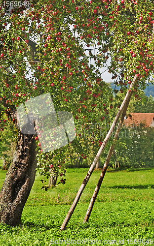 Image of apple tree
