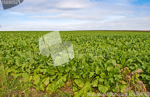 Image of sugar beet