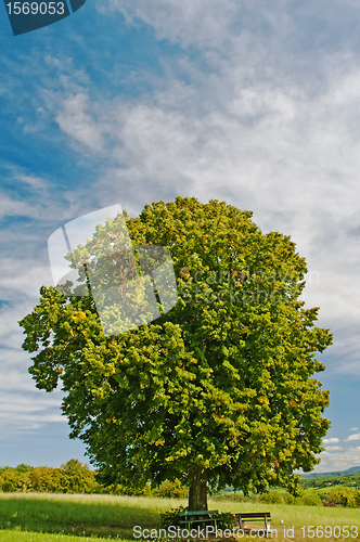 Image of park bench under old lime tree