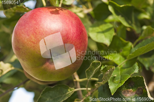 Image of apple on a tree