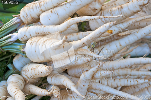 Image of parsley root