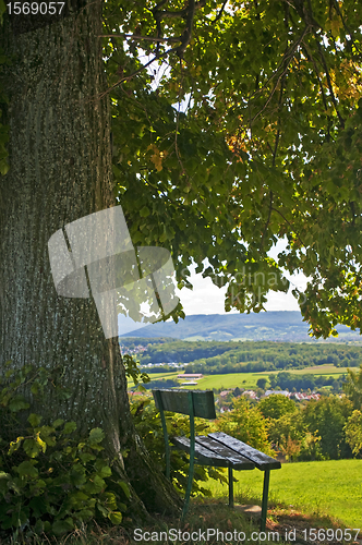 Image of park bench under old lime tree