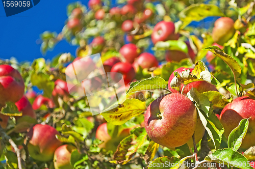 Image of apples on a tree