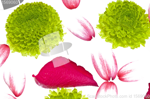 Image of flower