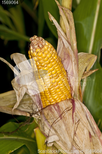 Image of ripe corn