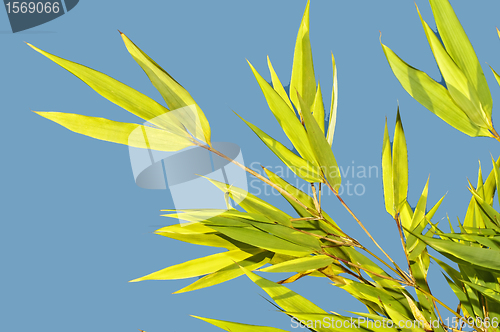 Image of green bamboo with blue sky