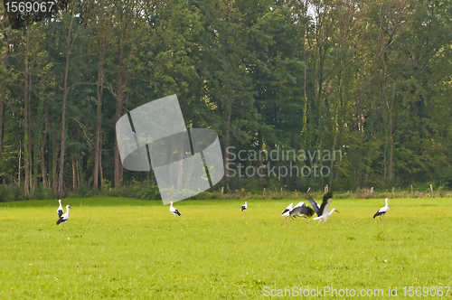 Image of storks on a meadow