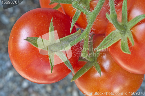 Image of tomato plant with ripe  fruits