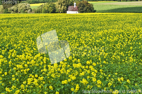 Image of mustard with chapelle