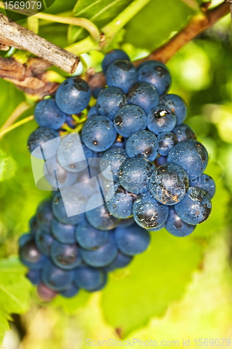 Image of blue ripe grapes in a vineyard