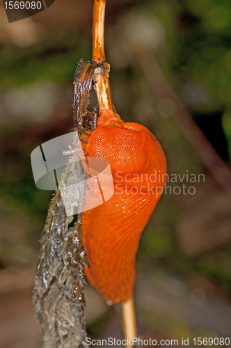 Image of snail, Arion rufus