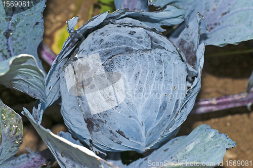 Image of cultivation of blue kale