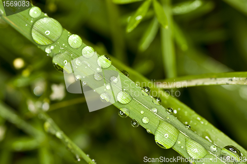 Image of grass with raindrops