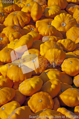 Image of Patisson squash