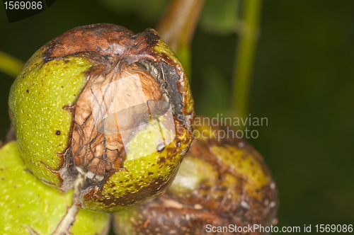 Image of walnut on tree