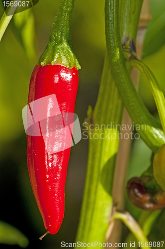 Image of chili 