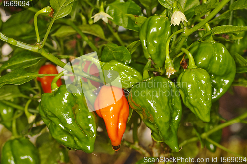 Image of Chili Naga Jolokia