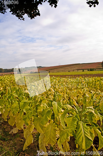 Image of tobacco field