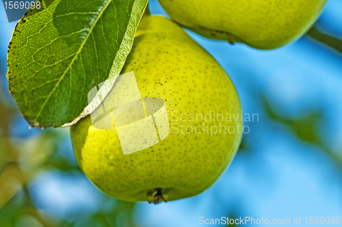 Image of perry-pear