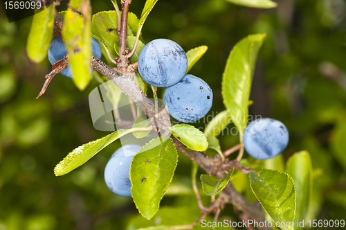 Image of Blackthorn, Prunus spinosus