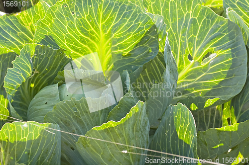 Image of cultivation of kale