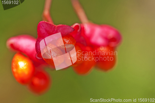 Image of European spindle tree